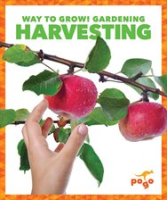 Harvesting by Pettiford, Rebecca
